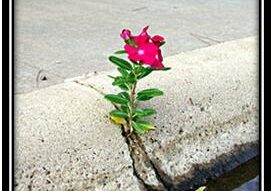 flower-grows-from-concrete