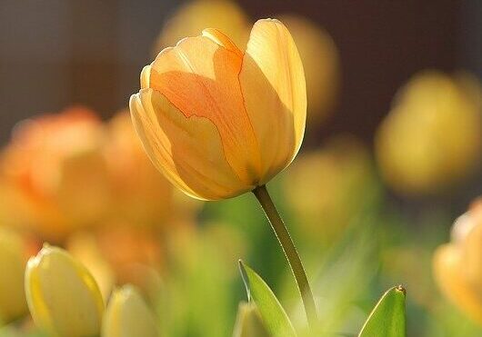 spring-flower